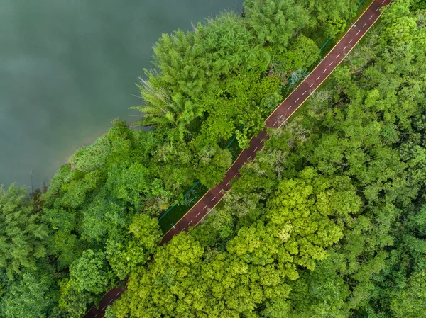 Trail Gömmer Sig Skogen Vid Sjön — Stockfoto