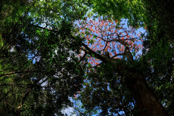 Patrząc Górę Pięknego Lasu Przyrodzie — Zdjęcie stockowe
