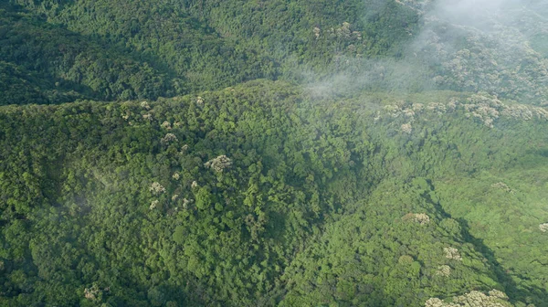 Vista Aérea Paisagem Floresta Tropical Verão — Fotografia de Stock