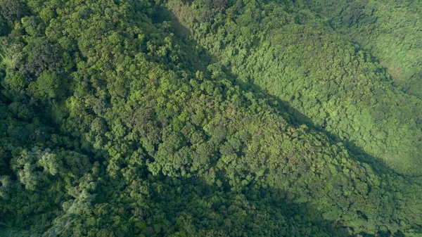 Letecký Pohled Krajinu Letním Tropickém Lese — Stock fotografie