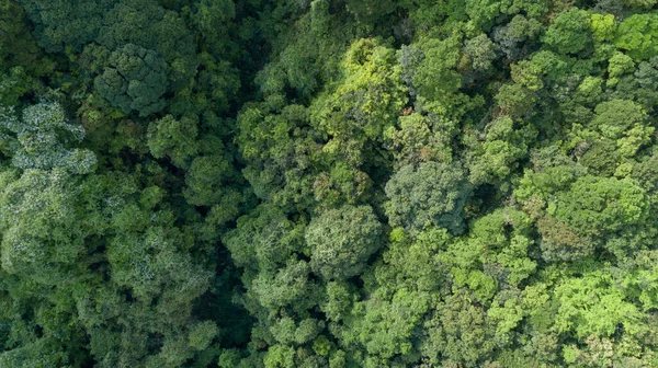 Вид Воздуха Пейзаж Тропических Лесах Летом — стоковое фото