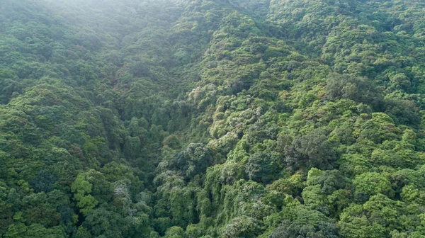 Vista Aérea Del Paisaje Bosque Tropical Verano — Foto de Stock