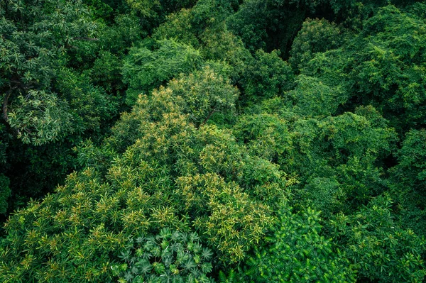 Αεροφωτογραφία Του Όμορφου Τοπίου Των Βουνών Του Δάσους — Φωτογραφία Αρχείου