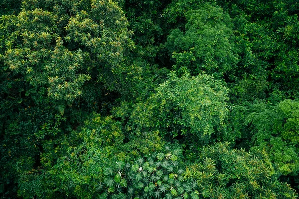 美丽的森林山景的空中景观 — 图库照片