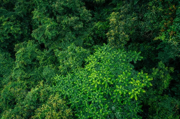 Вид Повітря Красивий Лісовий Гірський Пейзаж — стокове фото
