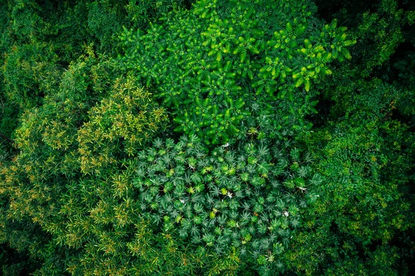 美丽的森林山景的空中景观 — 图库照片