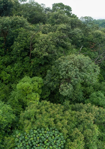 Pemandangan Udara Dari Hutan Pegunungan Yang Indah — Stok Foto