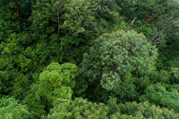 Vista Aérea Bela Paisagem Montanha Floresta — Fotografia de Stock