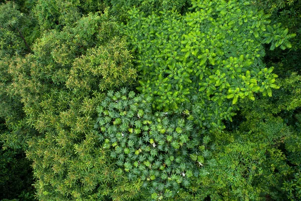 Vista Aérea Del Hermoso Paisaje Montaña Del Bosque —  Fotos de Stock