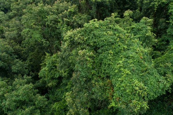 Vista Aérea Bela Paisagem Montanha Floresta — Fotografia de Stock