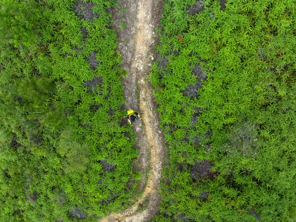Vista Aérea Del Senderismo Femenino Sendero Del Bosque Tropical —  Fotos de Stock