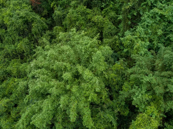 美丽的森林山景的空中景观 — 图库照片