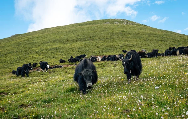 Iaques Tibetanos Pastagens Montanhosas — Fotografia de Stock