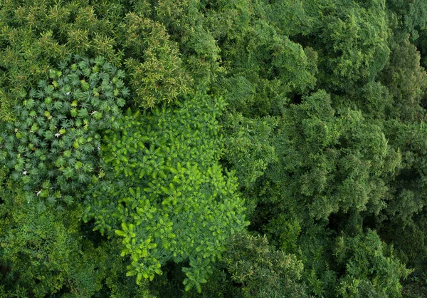 Güzel Orman Dağ Manzarasının Havadan Görünüşü — Stok fotoğraf