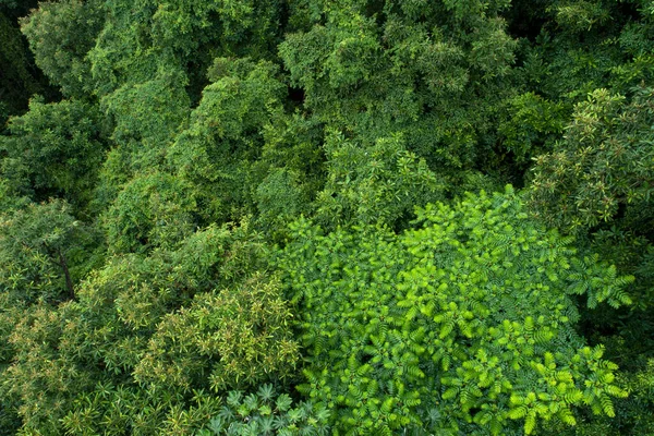 Güzel Orman Dağ Manzarasının Havadan Görünüşü — Stok fotoğraf