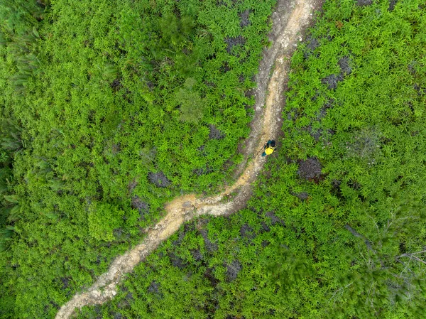 Aerial view of woman hiker hiking on tropical forest trail