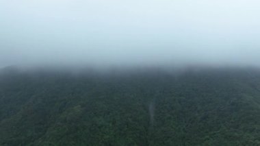 Sisli yeşil bahar ormanının insansız hava görüntüsü