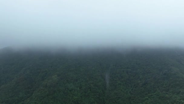 Drohne Luftaufnahme Von Neblig Grünen Frühlingswald — Stockvideo