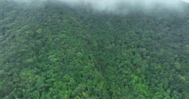 Güzel orman dağ manzarasının havadan görünüşü