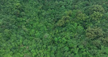 Yeşil bahar ormanının insansız hava görüntüsü
