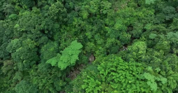 木々や小さな川がある緑の森 — ストック動画