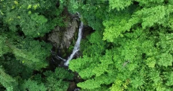 Grüner Wald Mit Bäumen Und Kleinem Fluss — Stockvideo