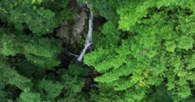 Ağaçları ve küçük nehri olan yeşil orman