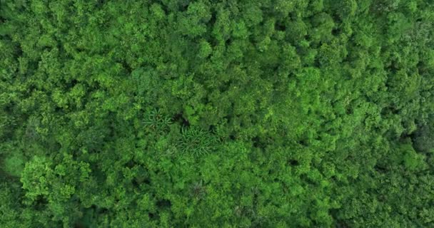 美しい森の山の風景の空中ビュー — ストック動画