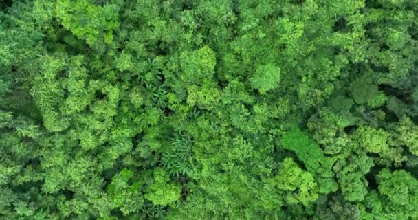 美しい森の山の風景の空中ビュー — ストック動画