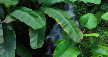 Ormanda suyla birlikte yeşil ağaçlar