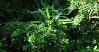 green trees in the forest with water flow