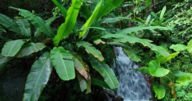 Ormanda suyla birlikte yeşil ağaçlar