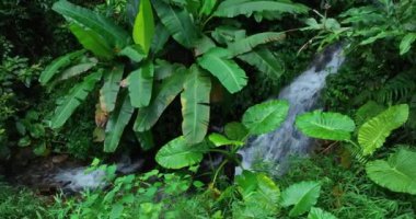 Ormanda suyla birlikte yeşil ağaçlar