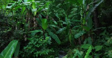 Ormanda suyla birlikte yeşil ağaçlar