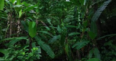 Ormanda suyla birlikte yeşil ağaçlar