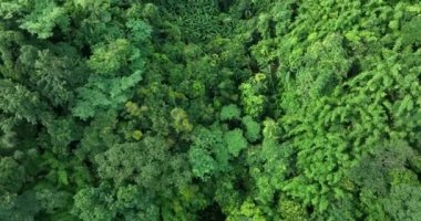 Aerial view of beautiful green jungle landscape