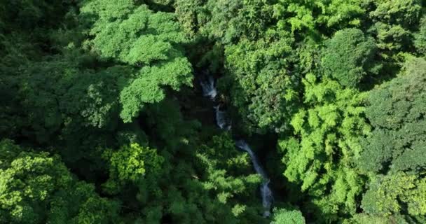 Floresta Verde Com Árvores Pequeno Rio — Vídeo de Stock