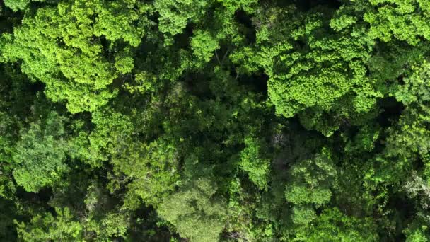 Αεροφωτογραφία Του Όμορφου Τοπίου Ζούγκλα Πράσινο — Αρχείο Βίντεο