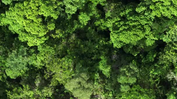 Aerial View Beautiful Green Jungle Landscape — Vídeo de Stock