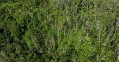 Güzel yeşil orman manzarasının havadan görünüşü