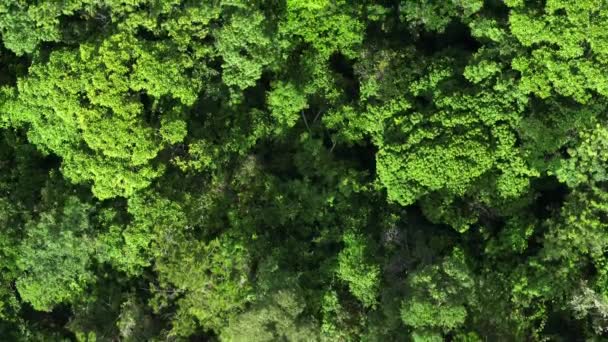 Aerial View Beautiful Green Jungle Landscape — Stockvideo