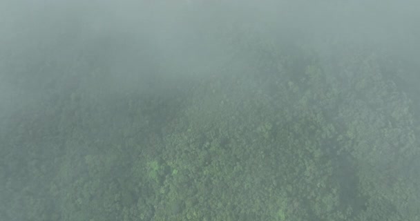 Aerial View Green Trees Foggy Mountain Forest — 비디오
