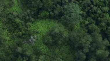 Ormandaki yeşil ağaçların havadan görünüşü