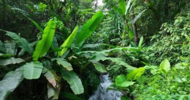 Ormanda suyla birlikte yeşil ağaçlar