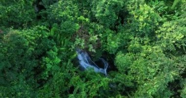 Ormanda suyla birlikte yeşil ağaçlar