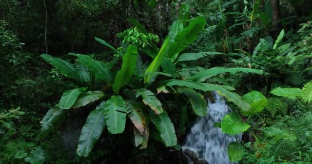 Green Trees Forest Water Flow — Stock video