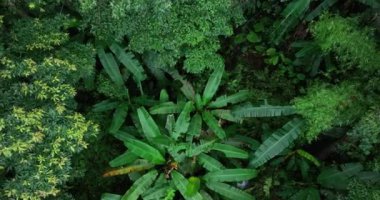 Ormanda suyla birlikte yeşil ağaçlar