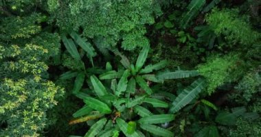 Ormanda suyla birlikte yeşil ağaçlar