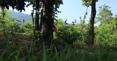 Yeşil ormanda koşan kadın