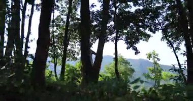 Yeşil ormanda koşan kadın